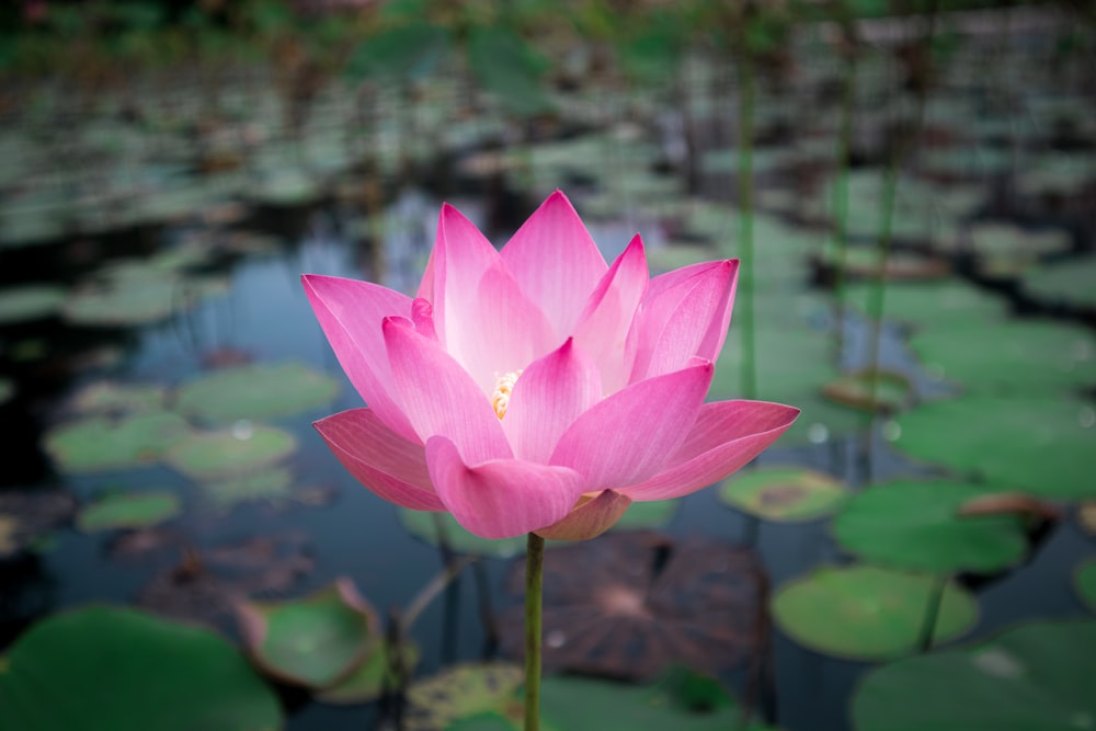 Lotus flower blooming from the dirty lotus pond - The Mundane World vs The Non-mundane Sphere - Poh Ern Si Penang Buddhist blog