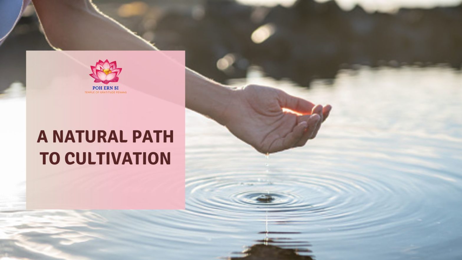 A Natural Path to Cultivation featured image - Poh Ern Si Penang Pohernsi's blog
