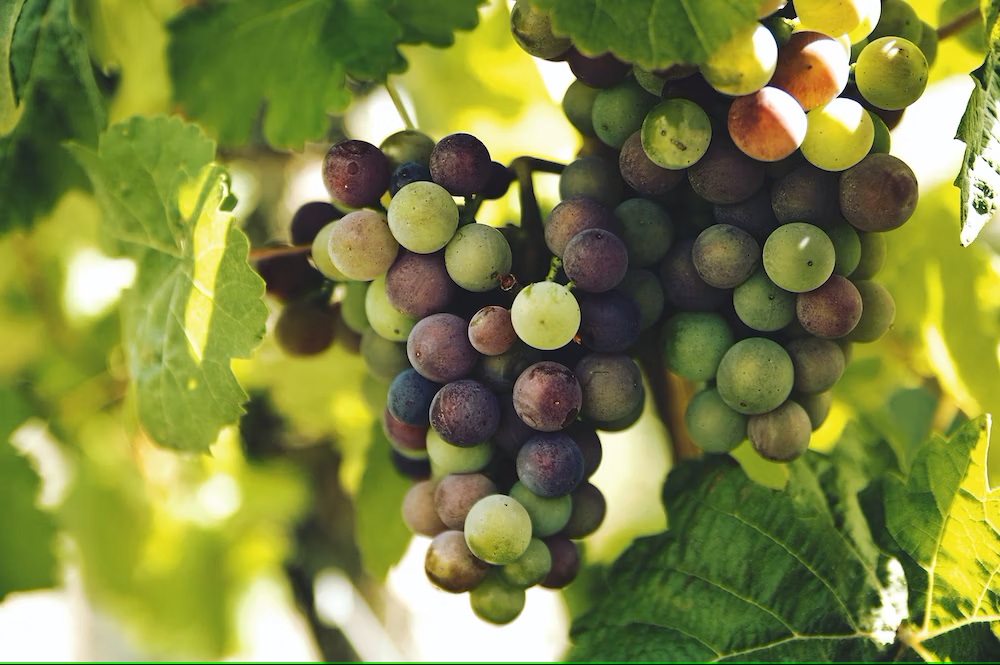 Grapes Seeds Trees Fruits - The Almighty God Prayer, Lord Allmighty, God Almighty - pohernsi.com Buddhism Blog